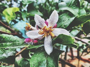 Close-up of flowers