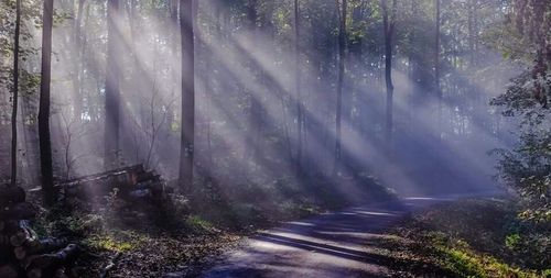 Road passing through forest