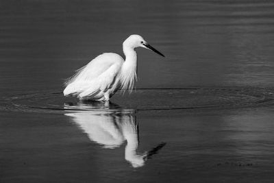 Bird perching on a lake