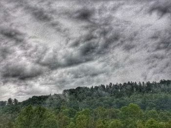 Scenic view of forest against sky