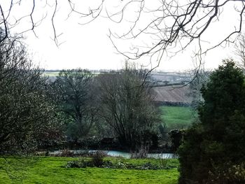 Bare trees on grassy field