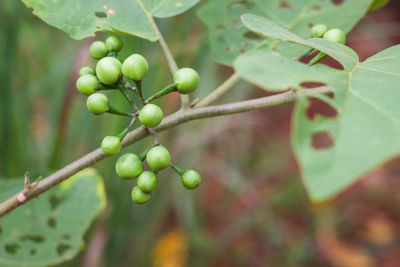 Close-up of berries growing on tree