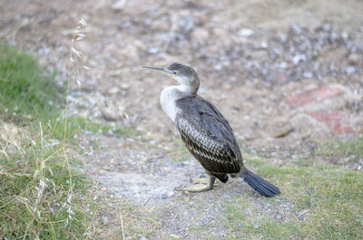 Bird perching on ground