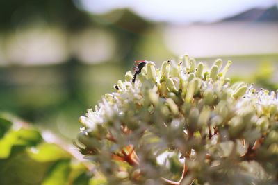 Close-up of insect on flower