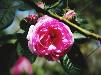 Close-up of pink rose flower