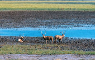 View of deer on landscape