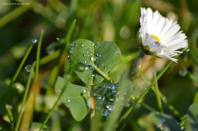 Close-up of water drops on plant