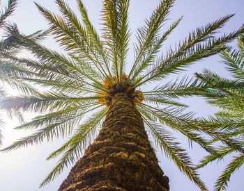 Low angle view of palm tree against sky