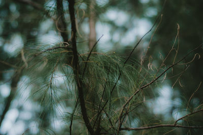 Low angle view of tree in forest