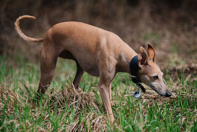 View of a dog on field