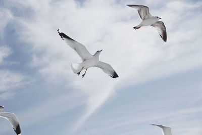 Low angle view of seagulls flying