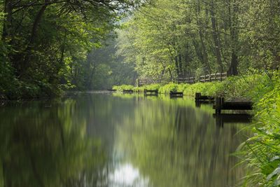 Scenic view of lake amidst trees in forest