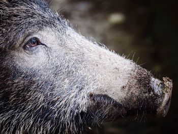 Close-up of wild boar