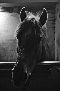 Close-up portrait of horse in stable