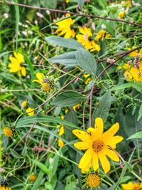plant