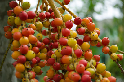 Close-up of berries growing on tree