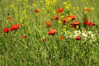 Close-up of red flowers blooming in field