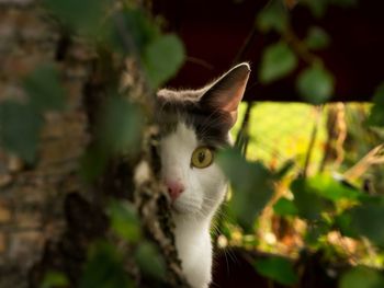 Close-up of cat