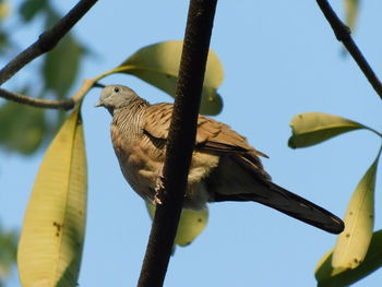 Low angle view of bird perching on branch against sky