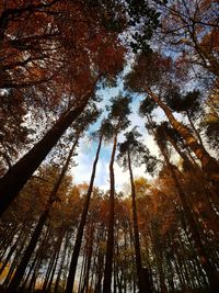 Low angle view of trees against sky