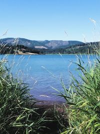 Scenic view of lake against clear blue sky