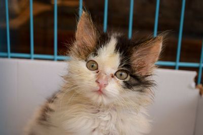 Close-up portrait of kitten