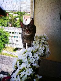 Portrait of cat sitting on flowers