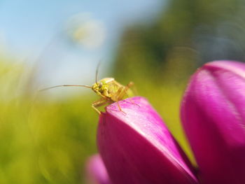 Close-up of insect on pink flower