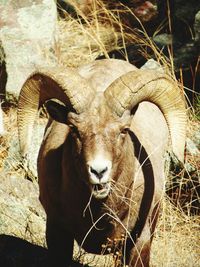 Close-up portrait of bighorn sheep on field