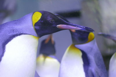 Close-up of penguin