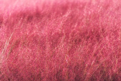 Full frame shot of pink rose flower