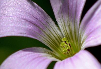 Close-up of purple flower blooming outdoors