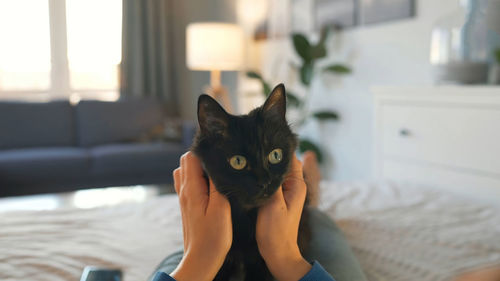 Close-up of black cat in your hand