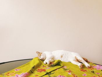 Cat lying on a blanket