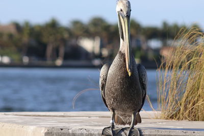 Close-up of bird perching on a lake