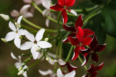 Close-up of white flowering plant