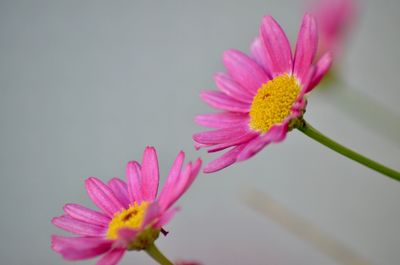 Close-up of pink cosmos flower blooming outdoors