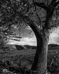 Tree on field against sky