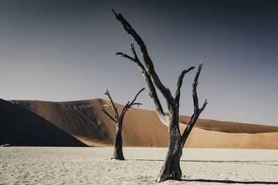 Bare tree on sand against clear sky