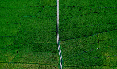 Full frame shot of green land