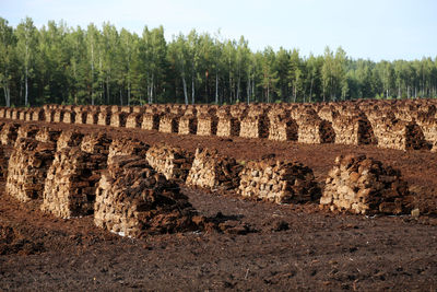 Peat stacks with trees against clear sky