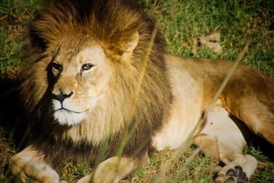 Lion relaxing on field