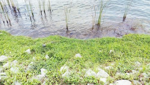 Plants growing in lake