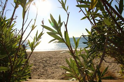 Plants growing on beach against sky