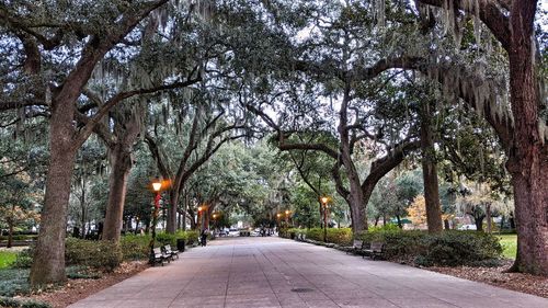 Empty road along trees and plants in city