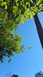 Low angle view of tree against blue sky