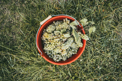 High angle view of fruits in container on field