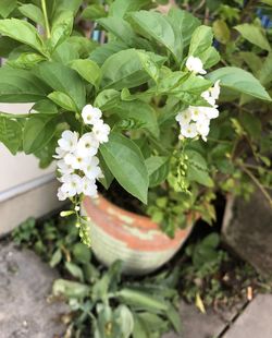 High angle view of potted plant