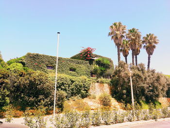 Trees against clear sky