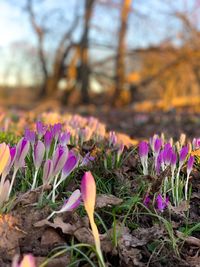 Close-up of purple crocus flowers on field